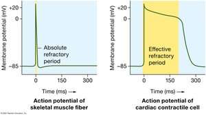 Comparison of action potentials in skeletal muscle and cardiac contractile cells