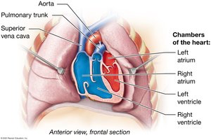 Chambers of the heart