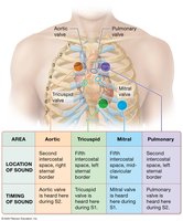 Heart sounds and auscultation areas