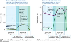 Comparison of pressure changes in left and right ventricles during the cardiac cycle