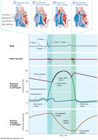 Cardiac cycle diagram (Wiggers diagram)