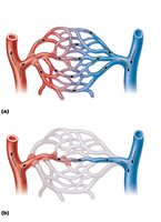 Capillary bed with sphincters open and closed