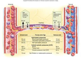 Forces governing capillary exchange