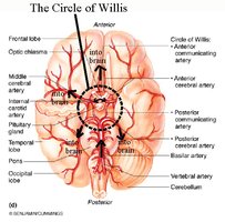 Diagram of the Circle of Willis