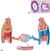 General structure of arteries, veins, and capillaries