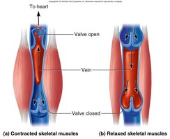 Skeletal muscle pump mechanism in veins