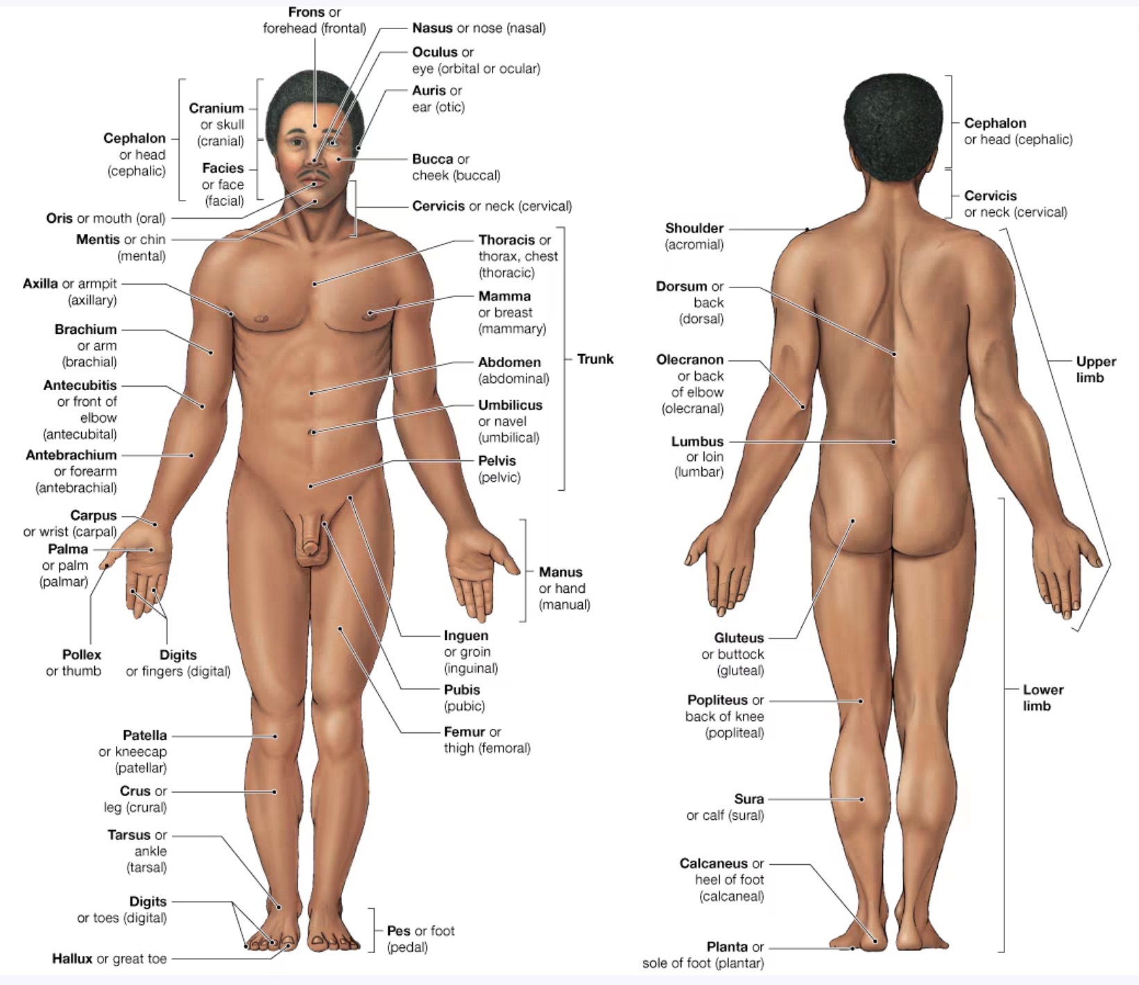 Labeled diagram of human surface anatomy, anterior and posterior views