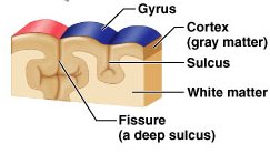 Diagram of gyrus, sulcus, fissure, cortex, and white matter