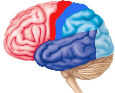 Primary motor and somatosensory cortex, central and lateral sulci, precentral and postcentral gyri