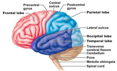 Temporal lobe location