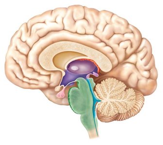 Midsagittal section of the brain