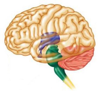Cerebrum with labeled hemispheres and surface landmarks