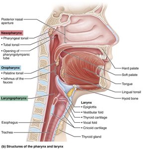 Structures of the pharynx and larynx