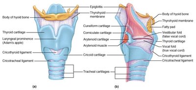 Laryngeal cartilages and structure