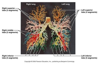 Bronchopulmonary segments of the lungs