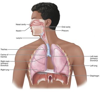 Major respiratory organs in relation to surrounding structures