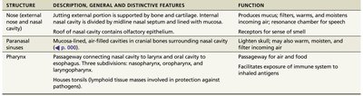 Table of upper respiratory structures and functions