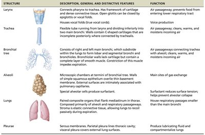 Table of lower respiratory structures and functions