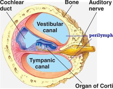 Sound transmission and cochlear function