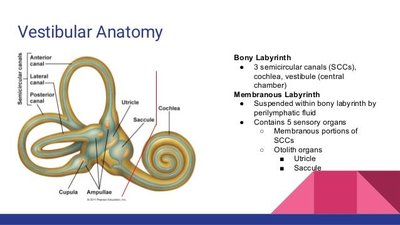 Vestibular anatomy and balance