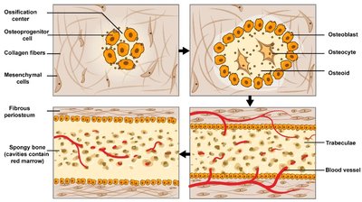 Intramembranous ossification process