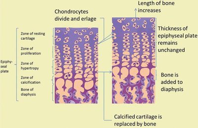 Epiphyseal plate zones and bone growth in length
