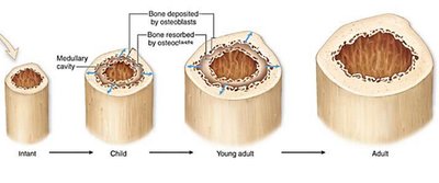 Appositional bone growth and remodeling
