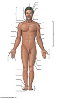 Anatomical landmarks on the human body