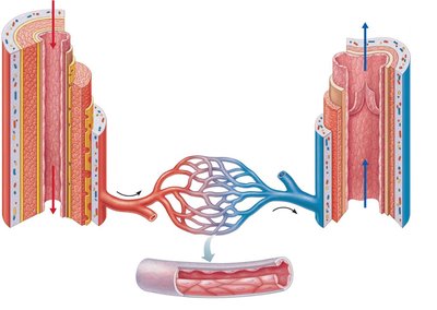 Structure of arteries, capillaries, and veins