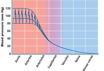 Graph of blood pressure across vessel types