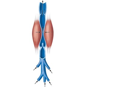 Muscular pump aiding venous return