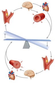 Baroreceptor reflexes for blood pressure regulation