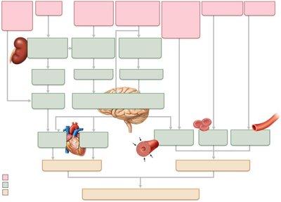 Regulation of blood pressure: renal and hormonal mechanisms