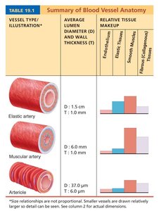 Summary of blood vessel anatomy: arteries and arterioles