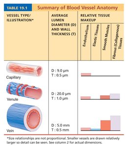 Summary of blood vessel anatomy: capillaries, venules, veins