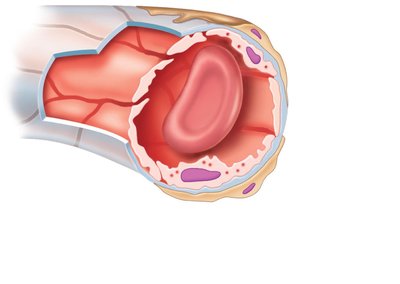 Continuous capillary structure
