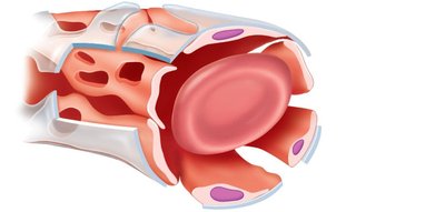 Sinusoidal capillary structure