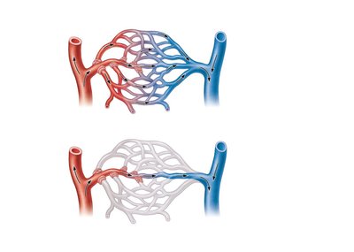 Capillary bed with sphincters open and closed