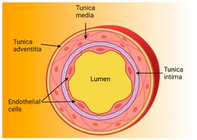 Cross-section of a blood vessel showing tunica intima, tunica media, tunica adventitia, and endothelial cells