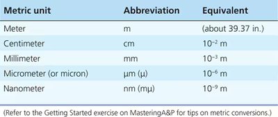 Table comparing metric units of length: meter, centimeter, millimeter, micrometer, nanometer