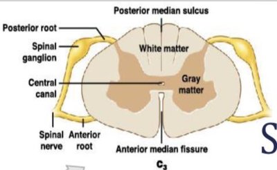 Cross-section of the spinal cord showing gray and white matter, roots, ganglion, and central canal