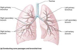 Conducting zone passages and bronchial tree
