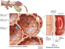 Alveoli and pulmonary capillaries