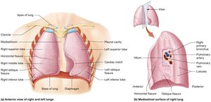 Anterior view of right and left lungs