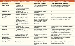 Table 21.1 Function and Composition of Regions of the Conducting and Respiratory Zones