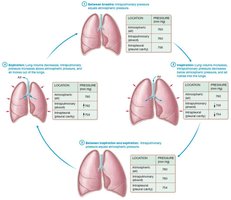Pressure changes in pulmonary ventilation