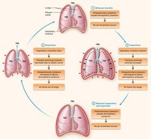 Mechanics of inspiration and expiration