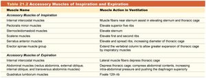 Table 21.2 Accessory Muscles of Inspiration and Expiration