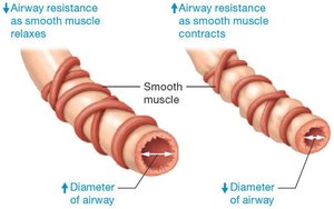 Relationship between airway resistance and airway diameter
