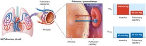 Pulmonary gas exchange